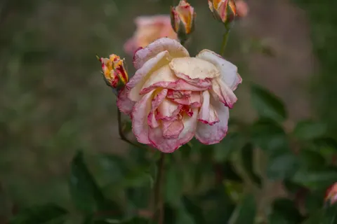 Fondo de pantalla Rosa 4K · flowers · 3840×2560