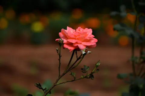 Rose 4K Wallpaper · flowers · 3840×2560
