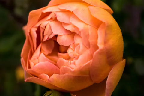 Обои Роза 4K · flowers · 3840×2560