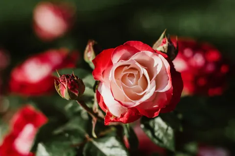 玫瑰 4K壁纸 · flowers · 3840×2560