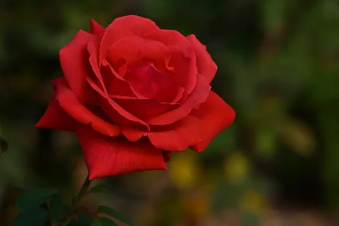 Rose 4K Wallpaper · flowers · 3840×2560