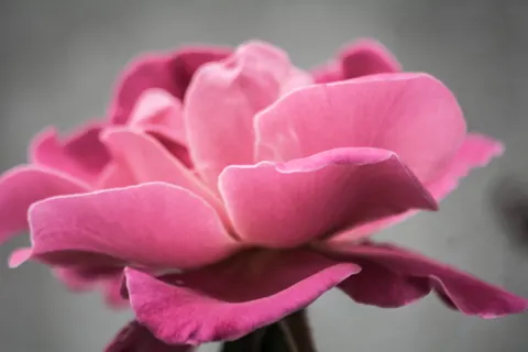 Rose 4K Wallpaper · flowers · 3840×2560