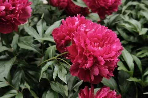 पियोनी 4K वॉलपेपर · flowers · 3840×2560