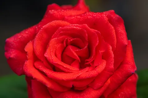 Rose 4K Wallpaper · flowers · 3840×2560