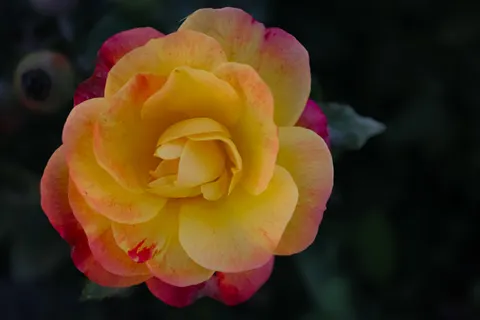 Papel de parede Rosa 4K · flowers · 3840×2560