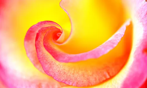 Rose 4K Hintergrundbild · flowers · 3840×2316