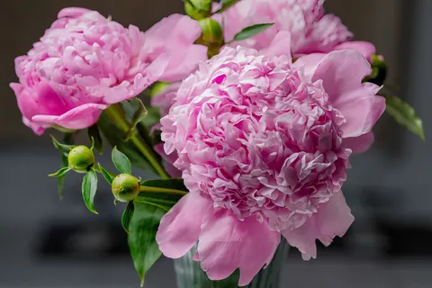 पियोनी 4K वॉलपेपर · flowers · 3840×2560