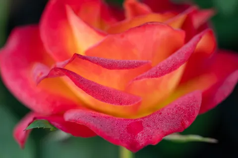 Fond d'écran Rose 4K · flowers · 3840×2560