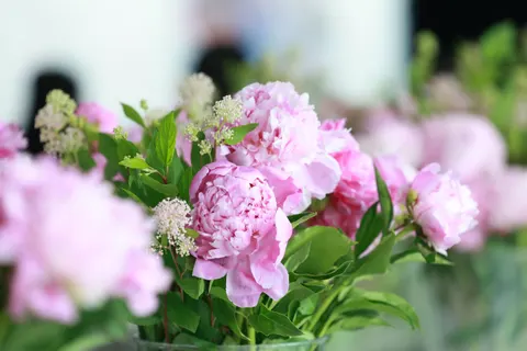 Peony 4K Wallpaper · flowers · 3840×2560