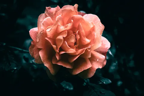 Rose 4K Hintergrundbild · flowers · 3840×2560