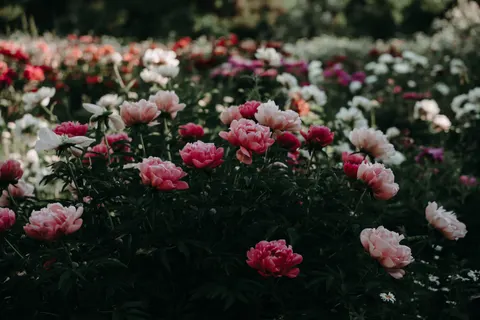पियोनी 4K वॉलपेपर · flowers · 3840×2560