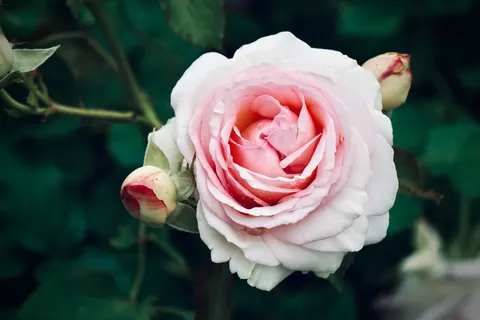 خلفية وردة بدقة 4K · flowers · 3840×2560