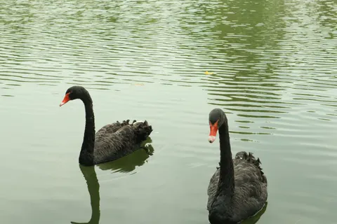 Sfondo Cigno elegante 4K · birds · 3840×2560