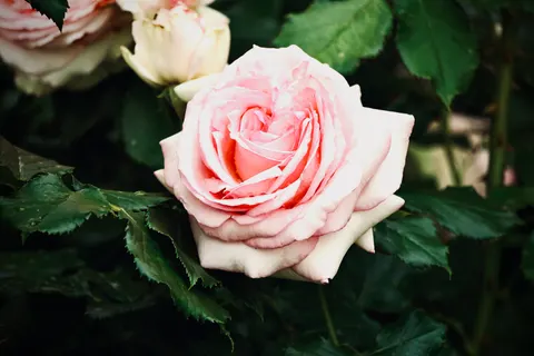 خلفية وردة بدقة 4K · flowers · 3840×2560