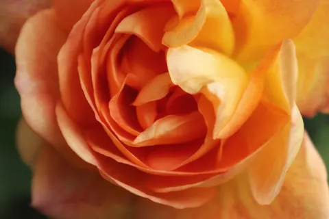 Papel de parede Rosa 4K · flowers · 3840×2560