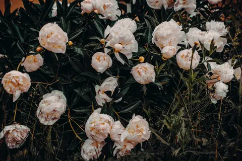 Wallpaper Bunga Peoni 4K · flowers · 3840×2560