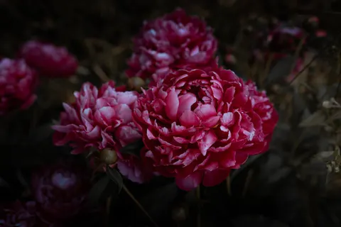 Fondo de pantalla Peonía 4K · flowers · 3840×2560