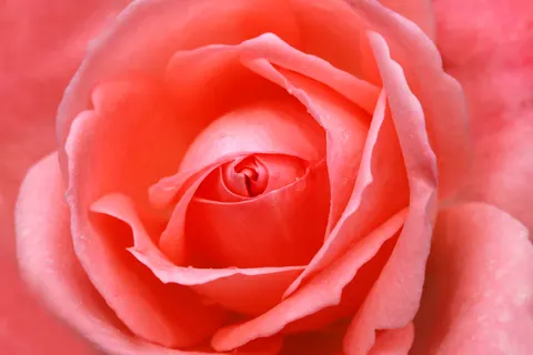 Fondo de pantalla Rosa 4K · flowers · 3840×2560