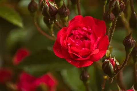 خلفية وردة بدقة 4K · flowers · 3840×2560
