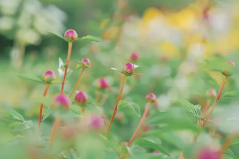 पियोनी 4K वॉलपेपर · flowers · 3840×2560