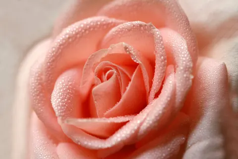 玫瑰 4K壁纸 · flowers · 3840×2560