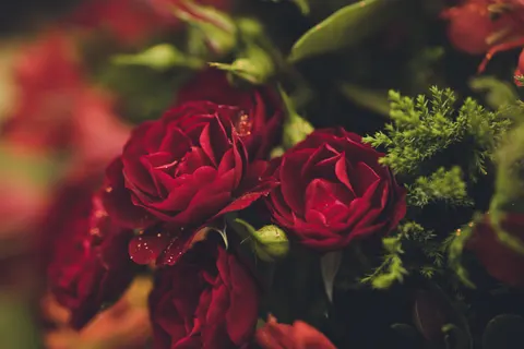 Rose 4K Hintergrundbild · flowers · 3840×2560