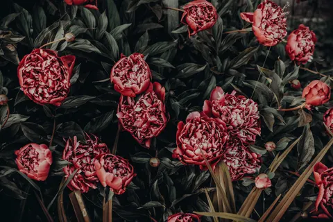 牡丹 4K桌布 · flowers · 3840×2560