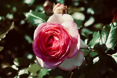 Rose 4K Wallpaper · flowers · 3840×2560