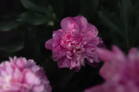 Pfingstrose 4K Hintergrundbild · flowers · 3840×2555