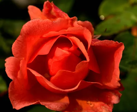 Fond d'écran Rose 4K · flowers · 3840×3142