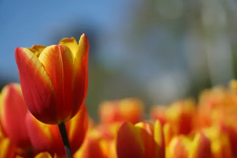 Обои Тюльпановое поле 4K · flowers · 3840×2560