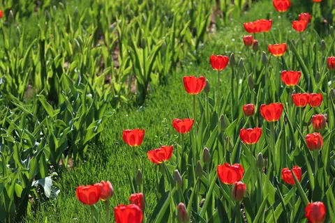 Обои Тюльпановое поле 4K · flowers · 3840×2560