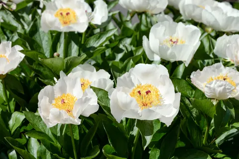 पियोनी 4K वॉलपेपर · flowers · 3840×2563