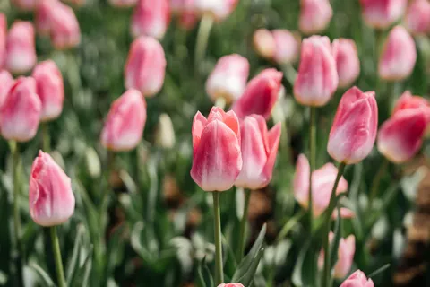 Papel de parede Campo de tulipas 4K · flowers · 3840×2560