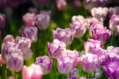 튤립 밭 4K 배경화면 · flowers · 3840×2551