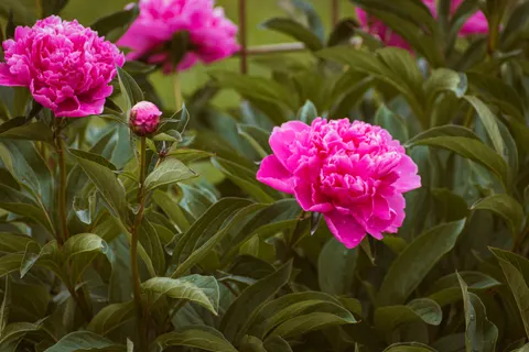 पियोनी 4K वॉलपेपर · flowers · 3840×2560