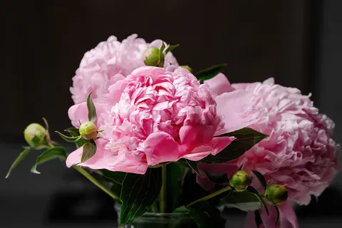 Fondo de pantalla Peonía 4K · flowers · 3840×2560