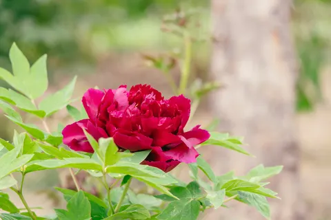 Fondo de pantalla Peonía 4K · flowers · 3840×2560