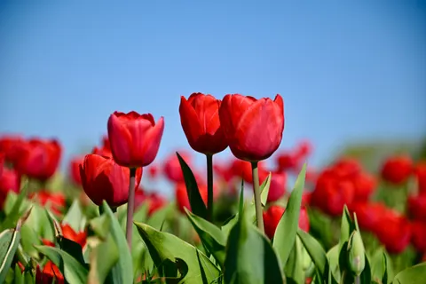 郁金香田 4K壁纸 · flowers · 3840×2563