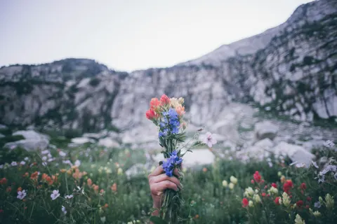 Alpine Wildflowers 4K Wallpaper · nature · 3840×2560
