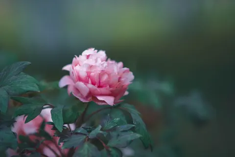 पियोनी 4K वॉलपेपर · flowers · 3840×2560