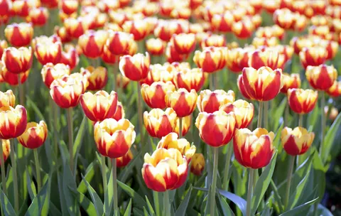 郁金香田 4K壁纸 · flowers · 3840×2433