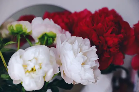 Wallpaper Bunga Peoni 4K · flowers · 3840×2560