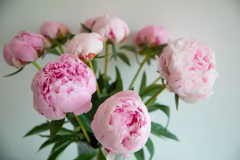 Wallpaper Bunga Peoni 4K · flowers · 3840×2560