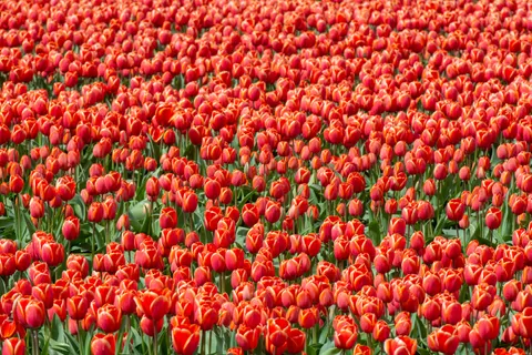 Fondo de pantalla Campo de tulipanes 4K · flowers · 3840×2560