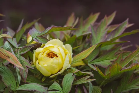 Peony 4K Wallpaper · flowers · 3840×2560
