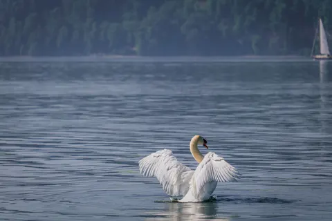 Papel de parede Cisne elegante 4K · birds · 3840×2560