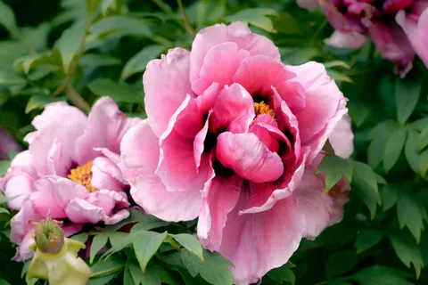 पियोनी 4K वॉलपेपर · flowers · 3840×2563