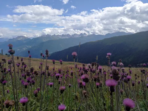 Alpine Wildflowers 4K Wallpaper · nature · 3840×2880