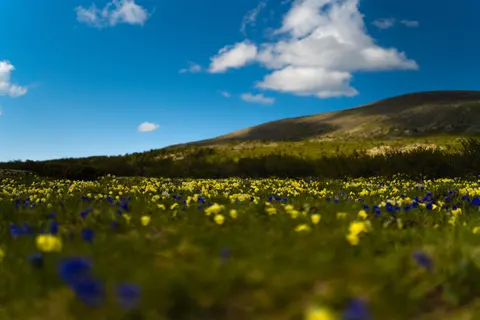 Alpine Wildflowers 4K Wallpaper · nature · 3840×2560